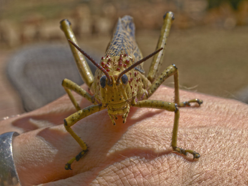 Amani Lodge, Grasshopper